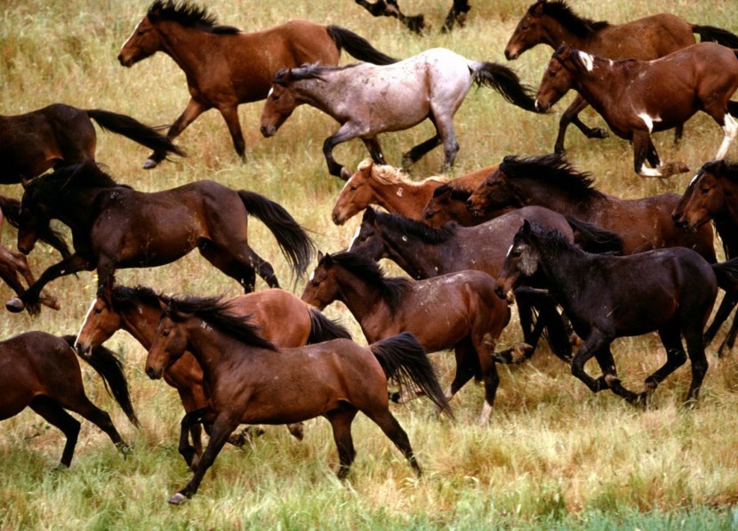 Дикая лошадь - основные виды диких пород и их отличительные характеристики + 76 фото