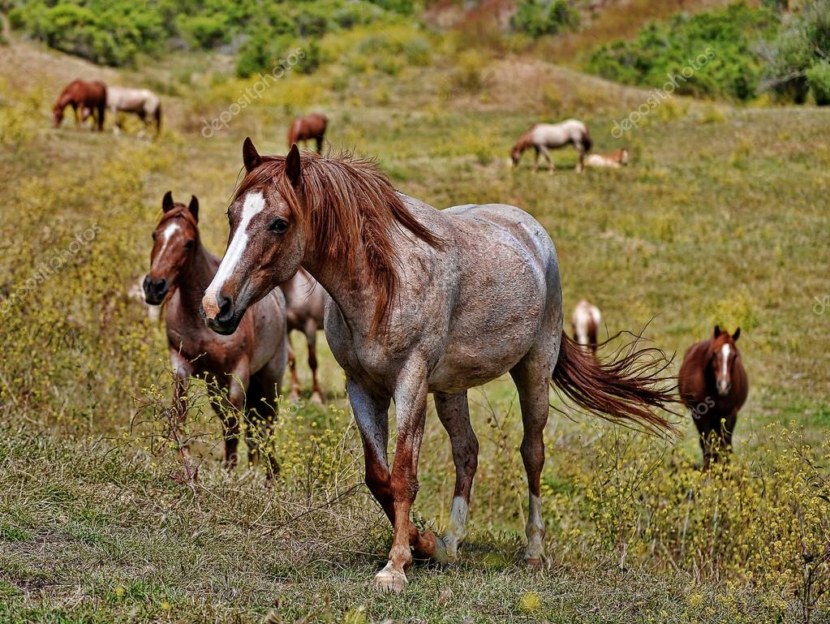 Живут дикие лошади. Лошади породы Мустанг табун. Маныч Гудило Мустанги. Табуны лошадей мугаджарской породы. Дикие лошади Мустанги в дикой природе.