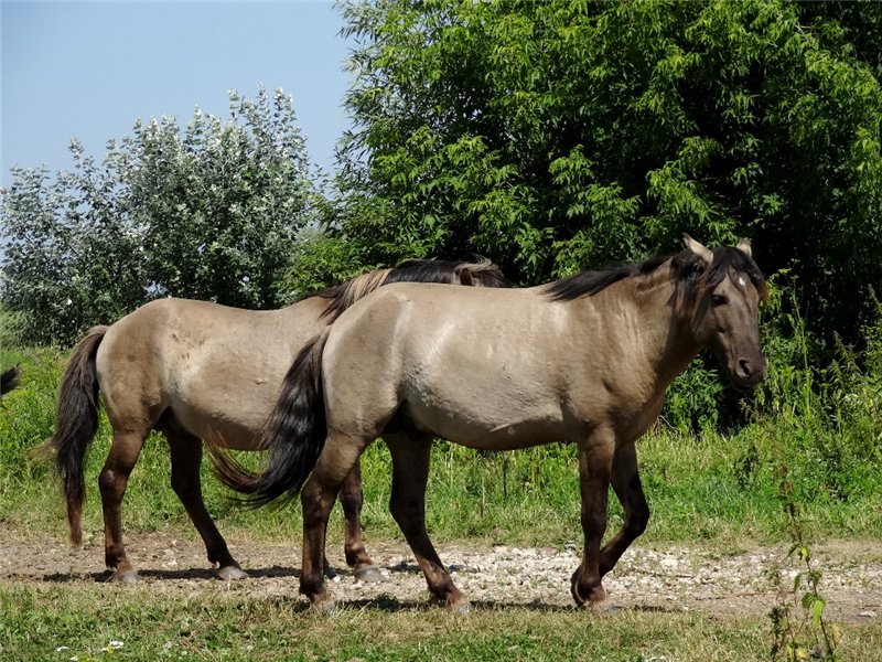 Дикая лошадь - основные виды диких пород и их отличительные характеристики + 76 фото