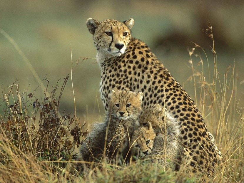 Гепард - описание, ареал обитания, охота, размножение и питание хищника + 83 фото