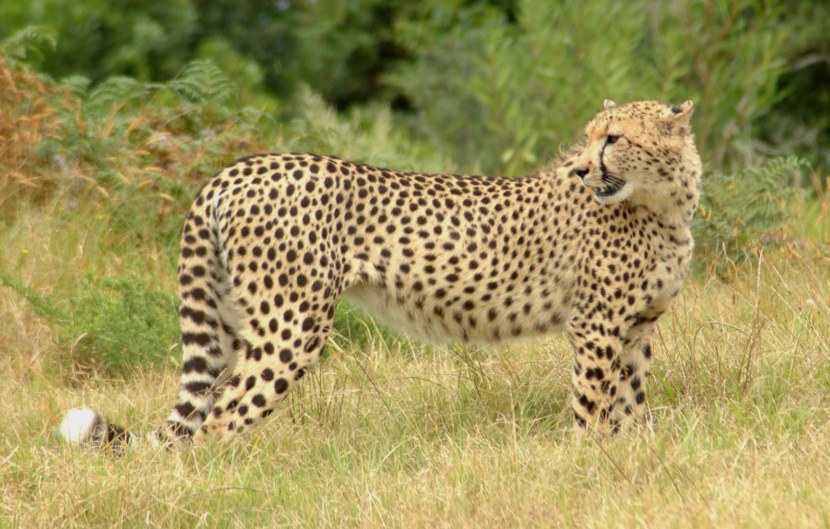 Гепард - описание, ареал обитания, охота, размножение и питание хищника + 83 фото
