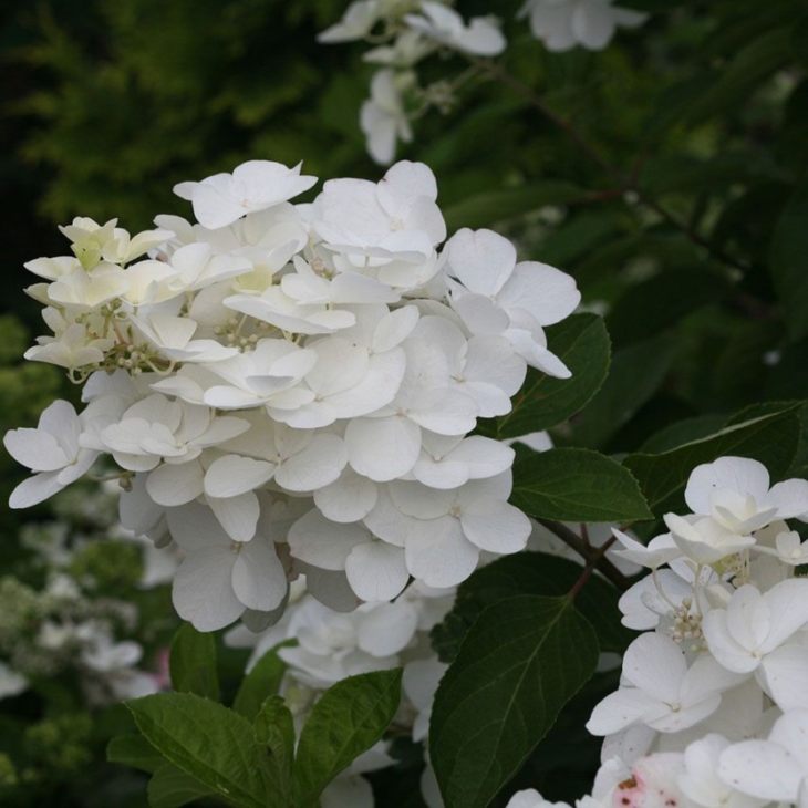 Гортензия - мир удивительного цветка названного в честь принцессы + 92 фото