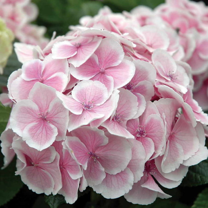 Гортензия - мир удивительного цветка названного в честь принцессы + 92 фото