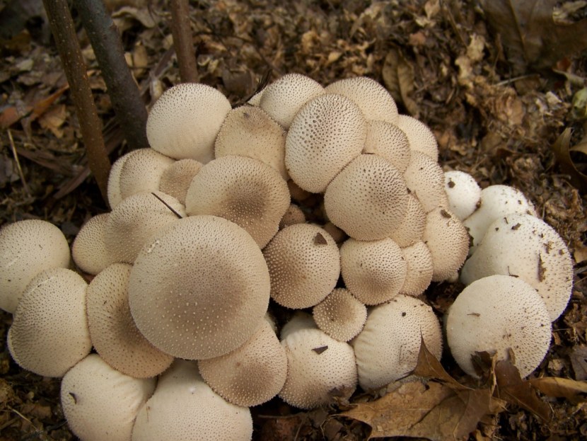 Гриб дождевик - характеристика и свойства съедобного гриба + 75 фото