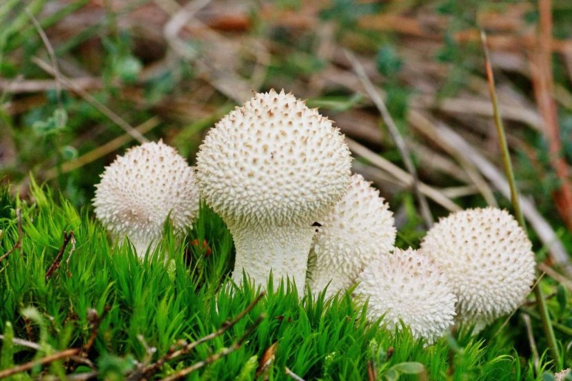 Гриб дождевик - характеристика и свойства съедобного гриба + 75 фото