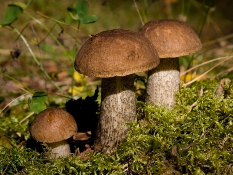 Определить гриб по фотографии онлайн бесплатно без регистрации по фото