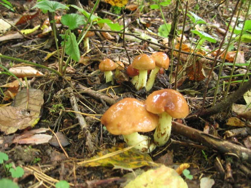рецепт грибовницы из свежих грибов маслят