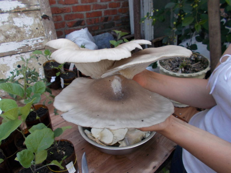 Вешенки грибы фото