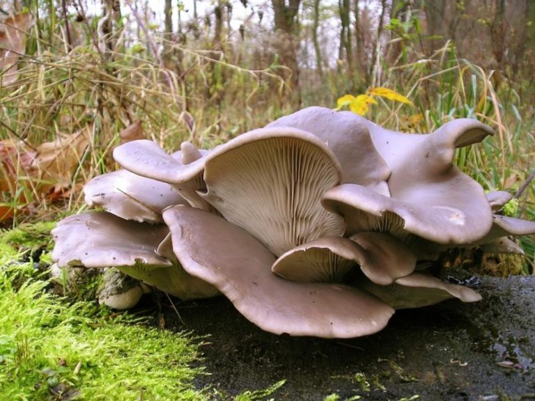 Вешенки полевые грибы фото