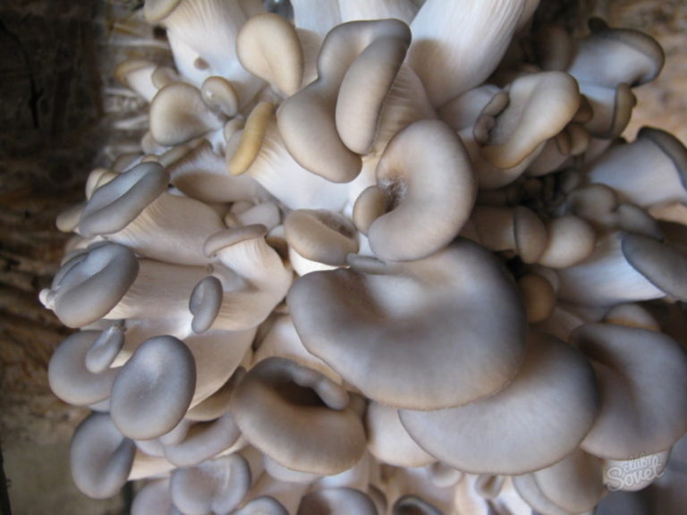 Вешенки грибы фото