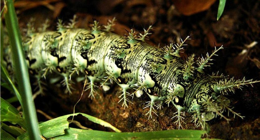 Гусеница - строение, цикл жизни, среда обитания, питание, борьба с вредителями + 94 фото