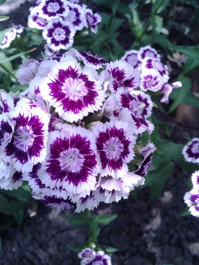 Гвоздика - 98 фото декоративного садового цветка