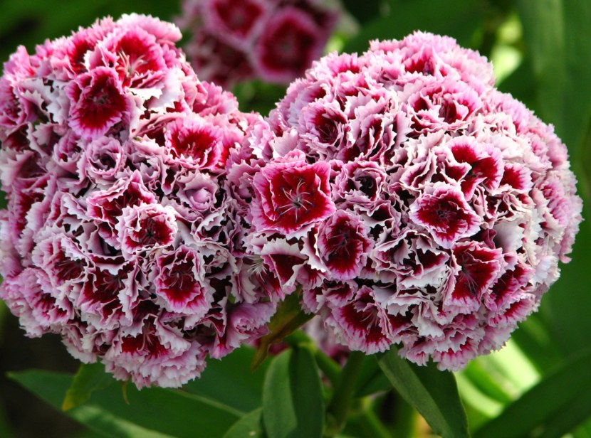 Гвоздика - 98 фото декоративного садового цветка