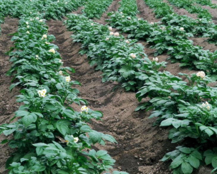 Картофель - 84 фото посадки разных видов самого распространенного клубня