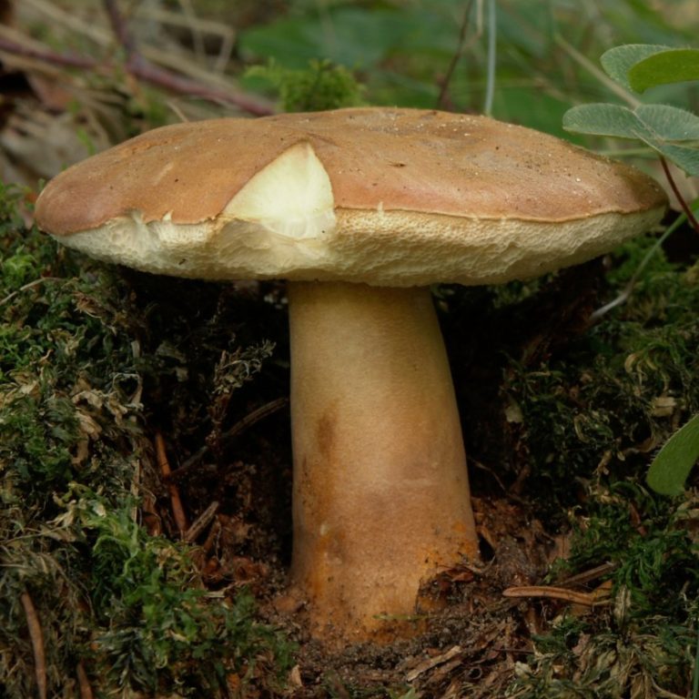 каштановый гриб описание