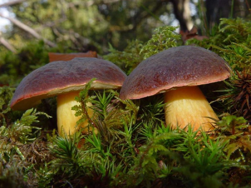 Каштановый гриб - описание, места произрастания, лечебные свойства + 71 фото