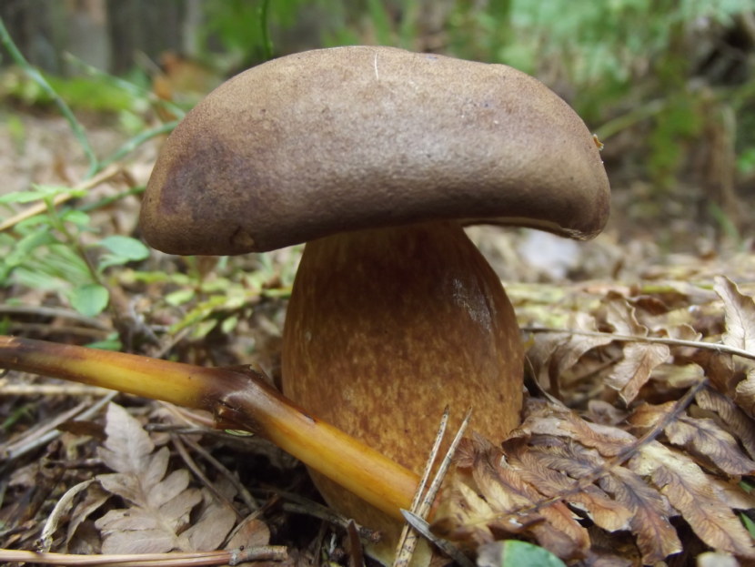 Каштановый гриб - описание, места произрастания, лечебные свойства + 71 фото