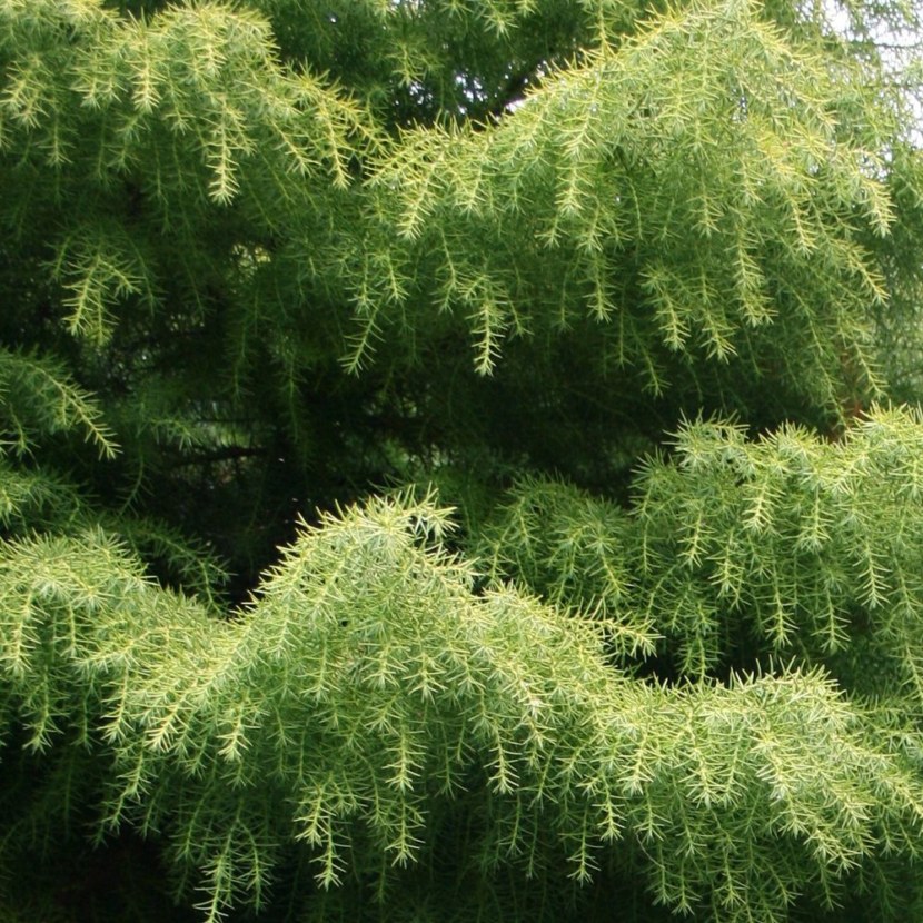 Кедровое дерево - описание, выращивание, виды кедра и его полезные свойства + 77 фото