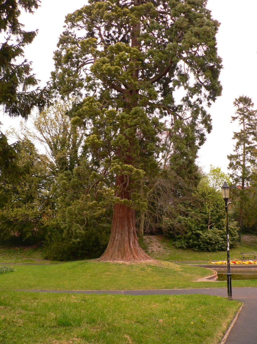Кедровое дерево - описание, выращивание, виды кедра и его полезные свойства + 77 фото