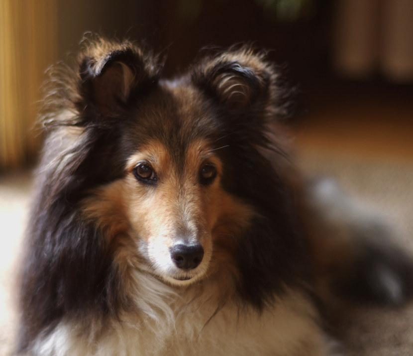 Колли собака - характеристика, особенности характера и дрессуры, уход и содержание, рацион + 80 фото