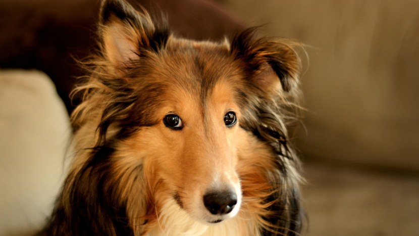 Колли собака - характеристика, особенности характера и дрессуры, уход и содержание, рацион + 80 фото