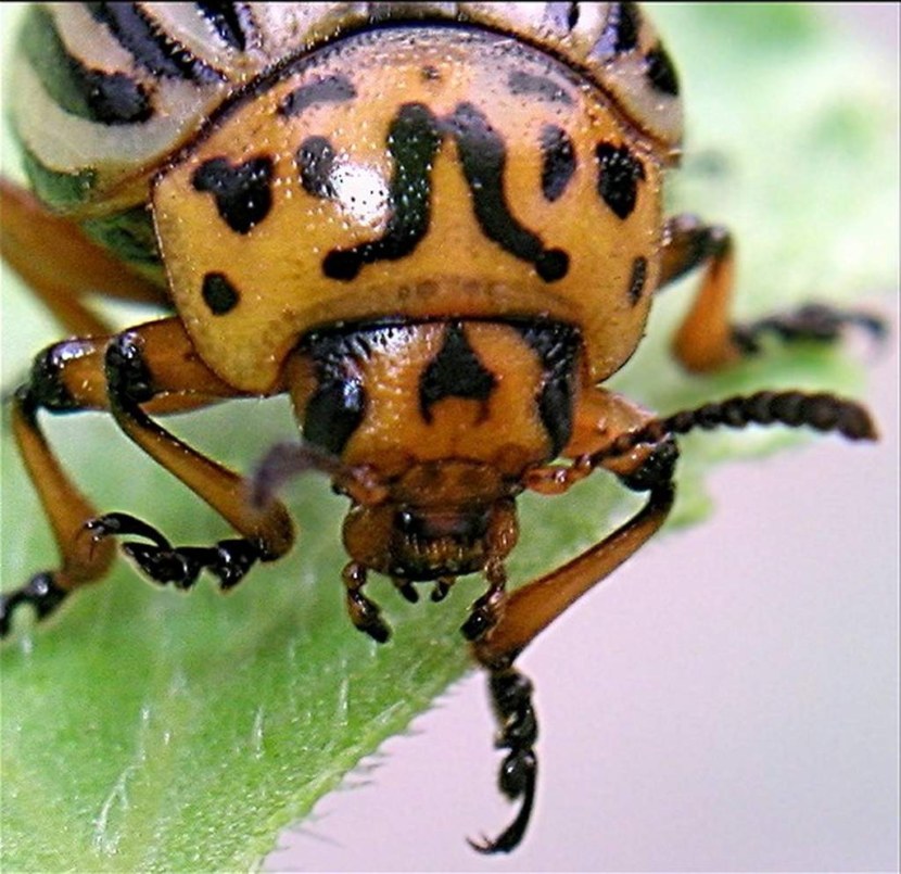 Колорадский жук - особенности строения, места обитания, размножение, методы борьбы (97 фото + видео)