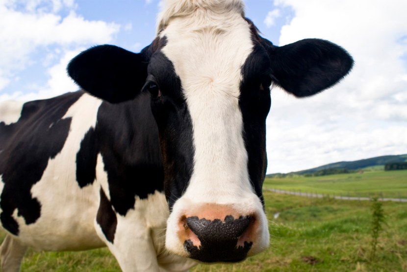 Корова - описание внешнего вида, рацион питания, породы, интересные сведения + 109 фото