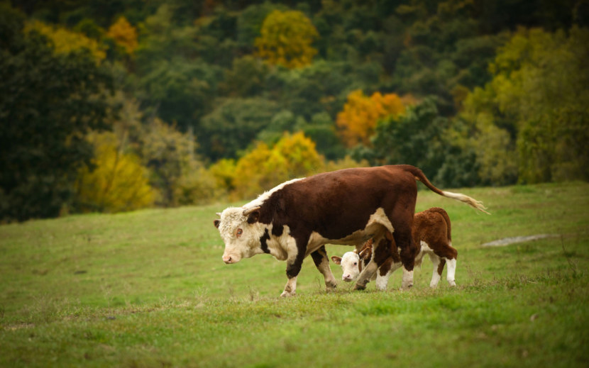 Корова - описание внешнего вида, рацион питания, породы, интересные сведения + 109 фото