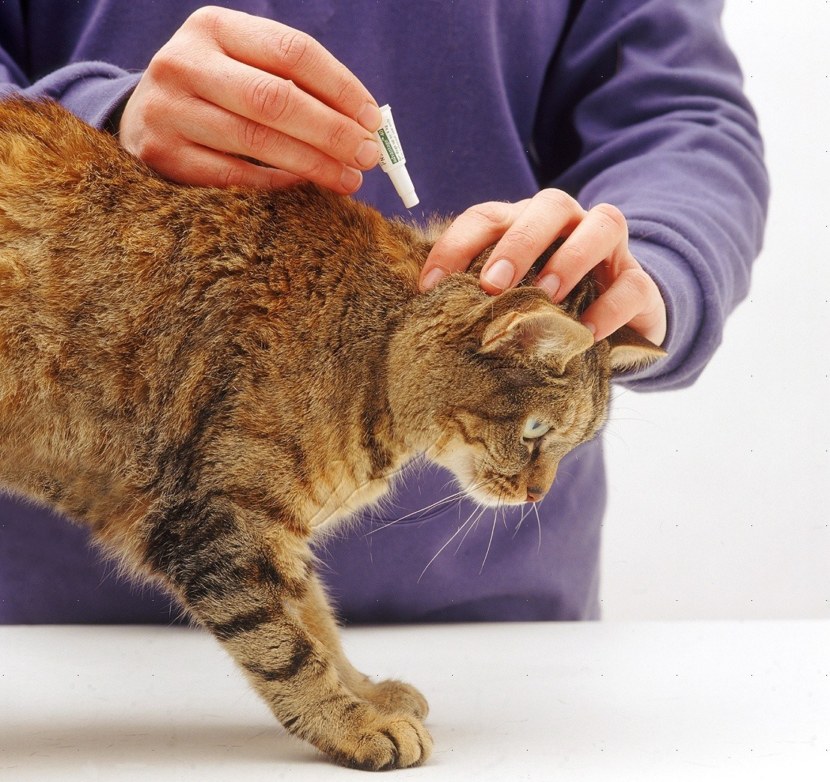 Кошка - разновидности, длинна шерсти, болезни и лечение (152 фото + видео)