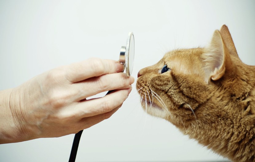 Кошка - разновидности, длинна шерсти, болезни и лечение (152 фото + видео)