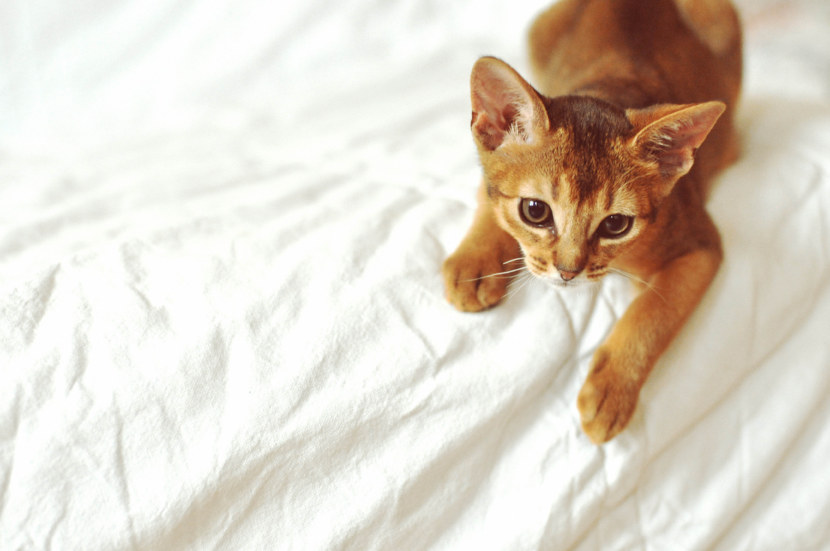 Кошка Абиссинской породы - содержание дома, игривость, привязанность к человеку (93 фото + видео)
