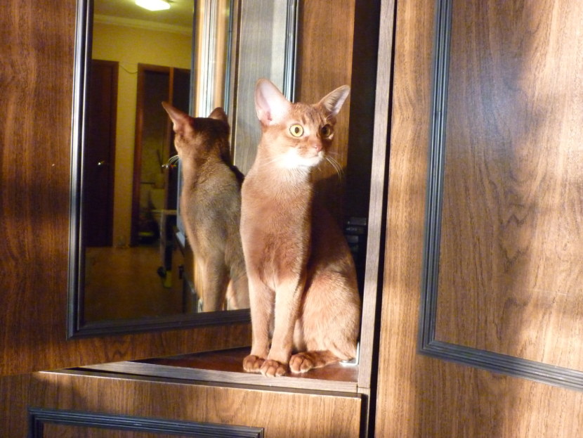 Кошка Абиссинской породы - содержание дома, игривость, привязанность к человеку (93 фото + видео)