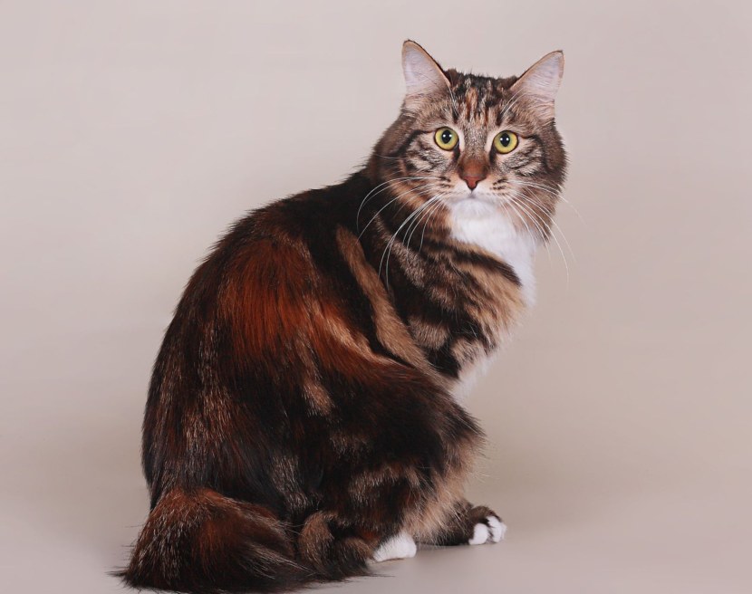 Кошка бобтейл - коротко о породе, окрас, повадки, правила ухода, кормежка + 77 фото