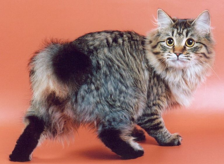 Турецкий бобтейл кошка фото