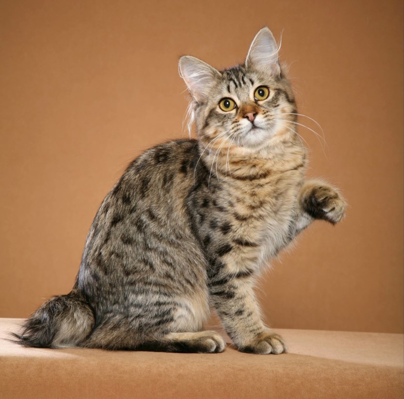 Кошка бобтейл - коротко о породе, окрас, повадки, правила ухода, кормежка + 77 фото