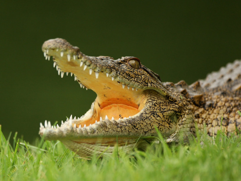 Крокодил - описание рептилии, места обитания, жизненный цикл, питание, виды + 116 фото