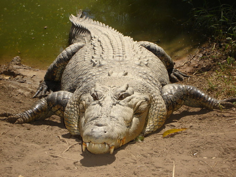 Крокодил - описание рептилии, места обитания, жизненный цикл, питание, виды + 116 фото