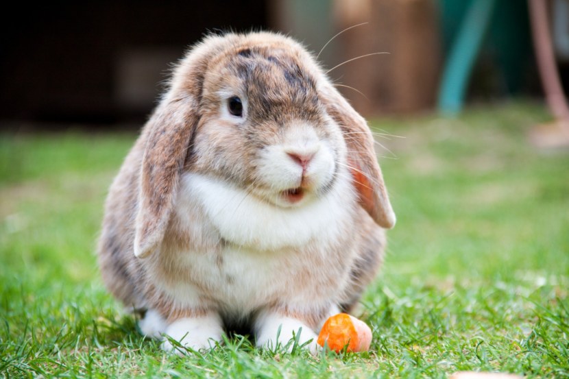 Кролик - основные характеристики и жизненный цикл + 108 фото