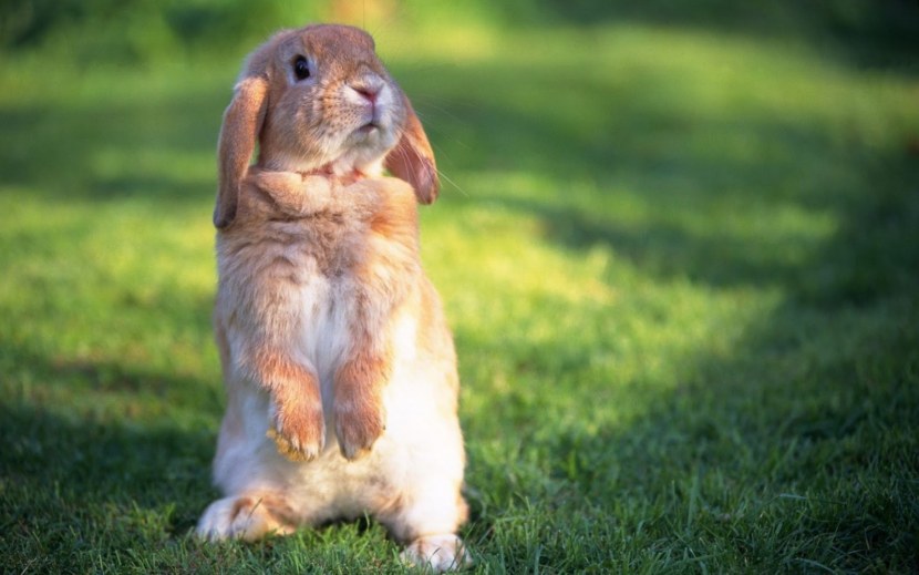 Кролик - основные характеристики и жизненный цикл + 108 фото