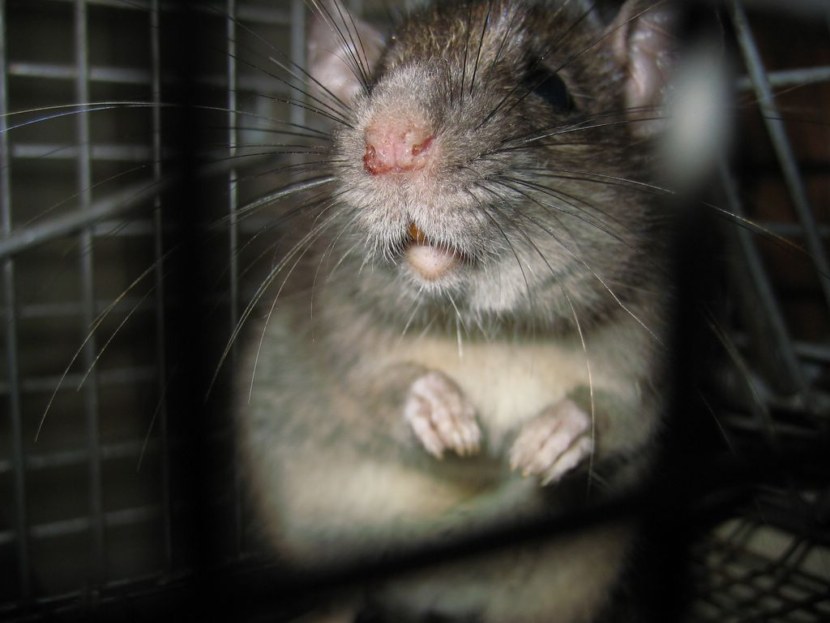 Крыса - внешний вид, обитание, жизненный цикл, опасность и разновидность + 87 фото