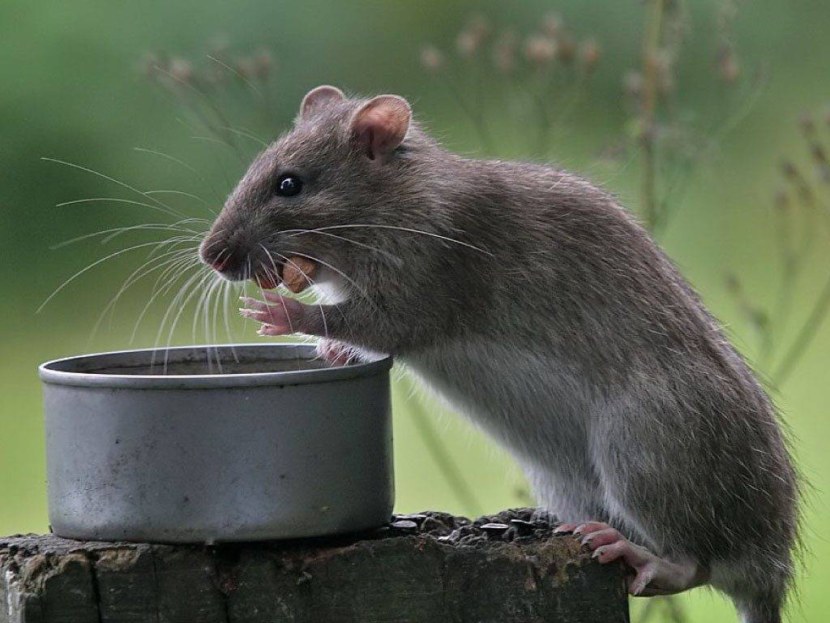 Крыса - внешний вид, обитание, жизненный цикл, опасность и разновидность + 87 фото