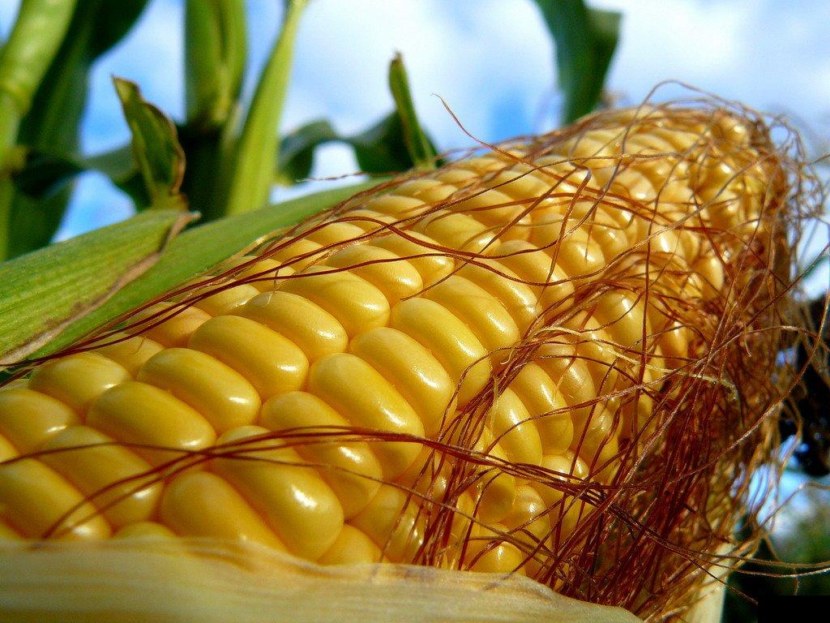 Кукуруза - характеристика, виды и места произрастания, уход + 76 фото