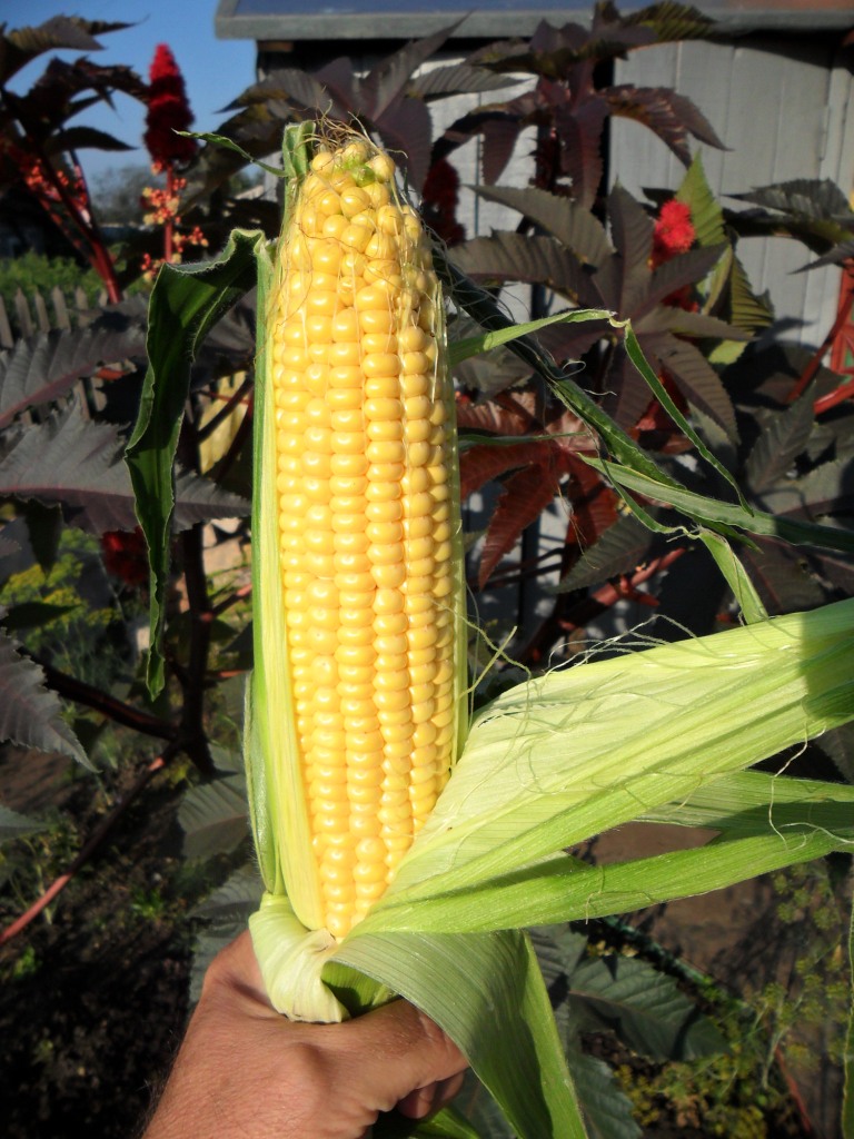 Кукуруза - характеристика, виды и места произрастания, уход + 76 фото