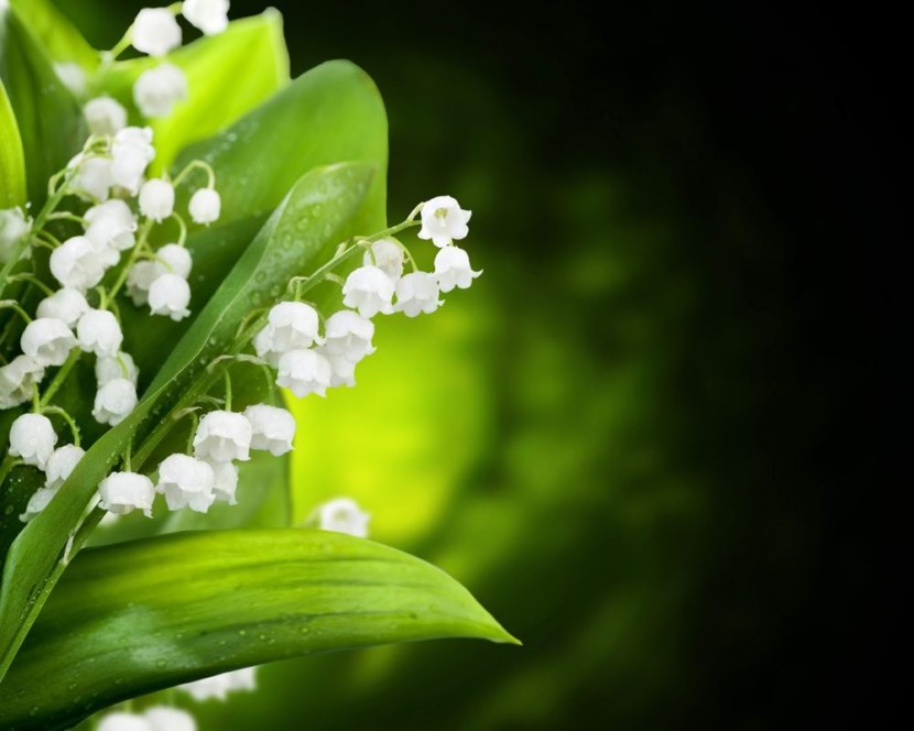 Ландыши - периоды цветения, лечебные свойства и особенности ухода + 82 фото