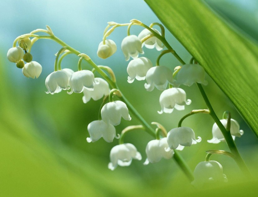 Ландыши - периоды цветения, лечебные свойства и особенности ухода + 82 фото