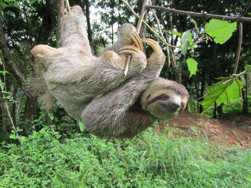 Ленивец - места обитания и особенности, рацион, размножение и жизненный цикл + 75 фото
