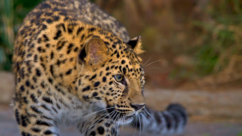 Леопард - места обитания, жизненный цикл, гон и сроки жизни + 118 фото