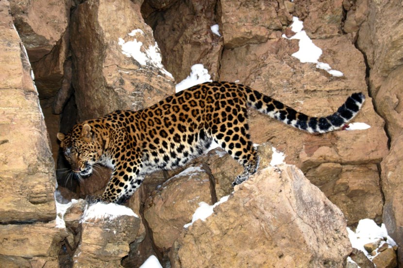 Леопард - места обитания, жизненный цикл, гон и сроки жизни + 118 фото