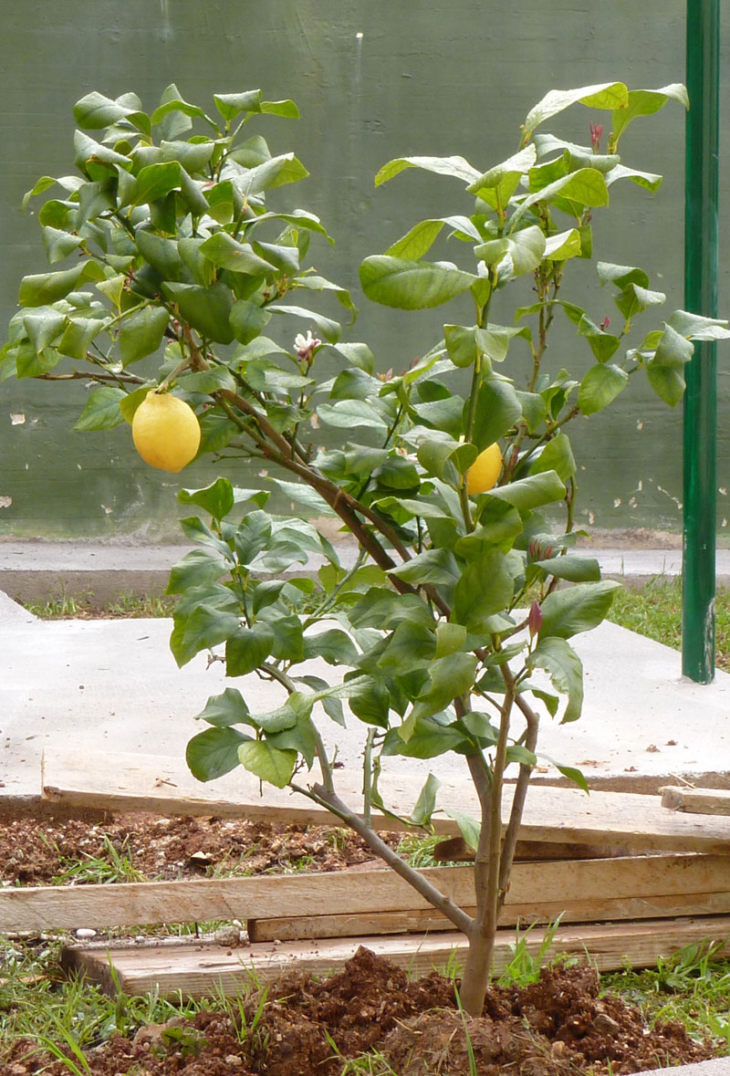 Лимонное дерево - особенности, домашнее выращивание, уход и основные проблемы (91 фото + видео)