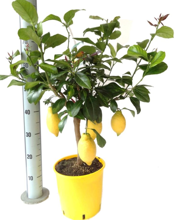 Лимонное дерево - особенности, домашнее выращивание, уход и основные проблемы (91 фото + видео)